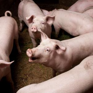 Un algorithme décode les émotions des porcs... pour leur bien-être ?