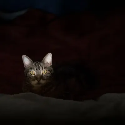 L'Internet des animaux : comprendre les émotions animales grâce aux technologies  3/3 : Ce que font les animaux quand nous ne sommes pas là
