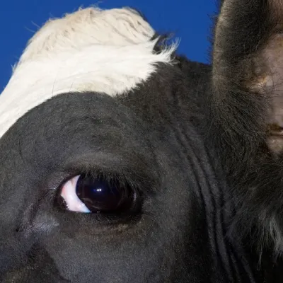 L'Internet des animaux : comprendre les émotions animales grâce aux technologies  1/3 : Les vaches aussi innovent
