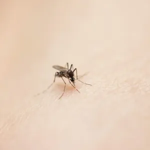 A cause du moustique tigre, la France métropolitaine a un "risque assez élevé" de connaître une épidémie d'ici cinq ans