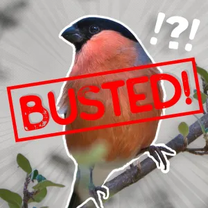 Ubuntu? That’s a Bullfinch, Not an Oriole