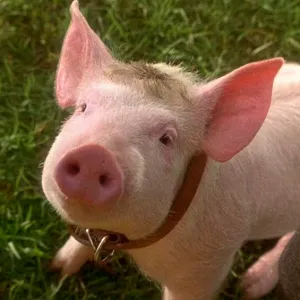Peut-on renoncer à l’exploitation animale ?