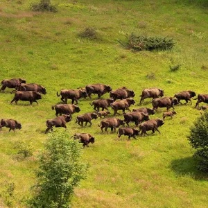 En Roumanie, le retour du bison a des impacts positifs pour la biodiversité et le climat