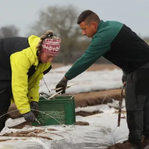 De l’asperge hoerdtoise sur les tables pour les fêtes de Pâques