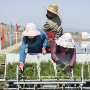 Craintes de famine en Corée du Nord: la situation agricole alarme la FAO