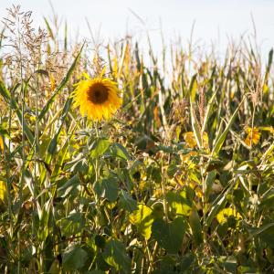 Omie & Cie | Le Bio, LA Bio, l’agroécologie, l’agriculture régénérative… Comment s’y retrouver ?