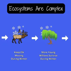 Why Do Most Agile Transformations Fail?