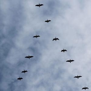 What is cloud repatriation?