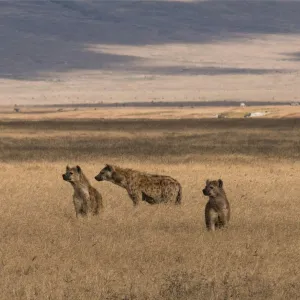 Travailler bêtement, l’avenir de l’entreprise ?