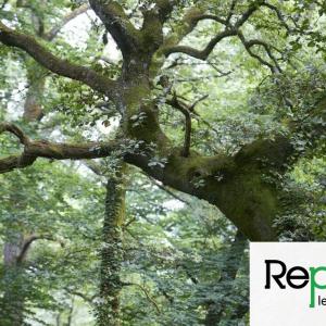 Les vieilles forêts, un trésor en danger