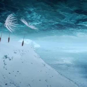 « Planètes », un film ovni qui donne le premier rôle à des graines pissenlits