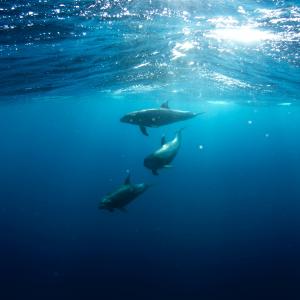 MySQL high availability made charmingly easy