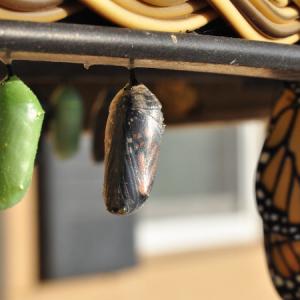 Flus, média social citoyen