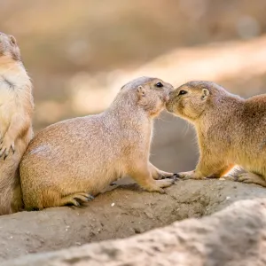 7 idées reçues sur la sexualité démenties par la nature