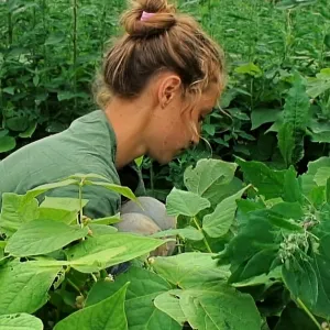 « Anaïs, 2 chapitres », portrait fragmenté d’une agricultrice face à son avenir