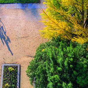 L’arbre en ville : un équilibre à préserver