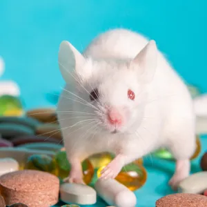 Poissons drogués, oiseaux sous antidépresseurs… Comment nos substances menacent les animaux
