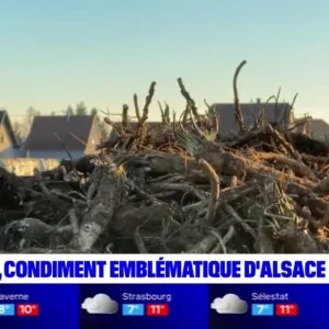 Le raifort, condiment emblématique de l'Alsace