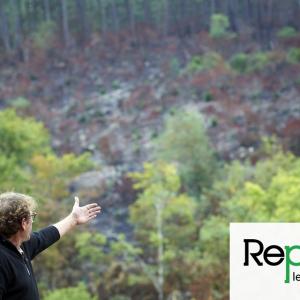 Après les incendies, la forêt renaît des cendres