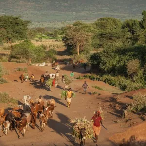 Des données satellites pour guider les éleveurs au Sahel