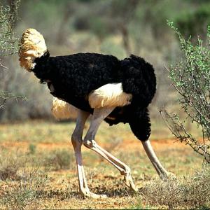 « La planète brûle, et nous faisons l’autruche... »