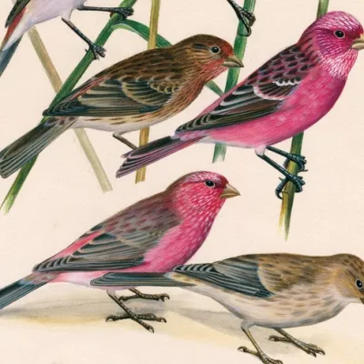 Une passion pour les oiseaux ?