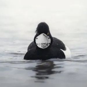 Comment on en est arrivé·es là | Les Canards masquées