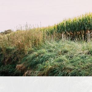 À l'ouest de Strasbourg, des ruisseaux pollués menacent l'eau potable