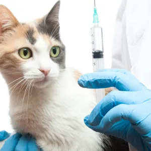 Le mouvement antivax s’étend aux propriétaires d’animaux de compagnie