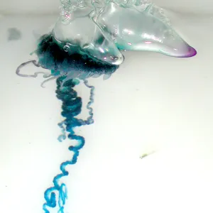 Physalia physalis — Wikipédia