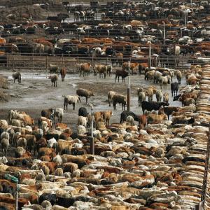 Opinion | Peter Singer: Fix Your Diet, Save the Planet