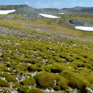 Le verdissement de l'Antarctique s'accélère, les végétaux sont aujourd'hui quatorze fois plus présents qu'il y a 35 ans
