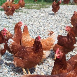 Poulailler dans le Kochersberg : le groupe local d’Alsace Nature réagit à l’enquête publique