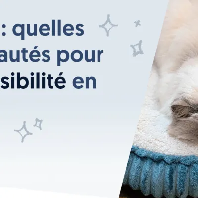 Canva : quelles nouveautés pour l’accessibilité en 2026 ?