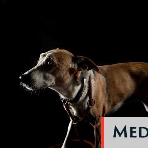 Les maltraitances animales peuvent signaler des violences domestiques