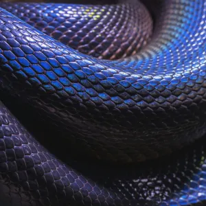 Le serpent de mer de la reconnaissance faciale