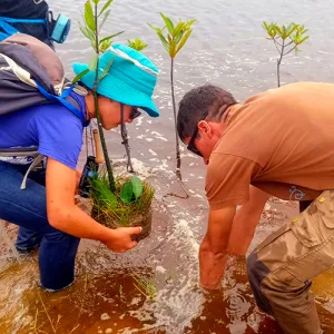 Planter des arbres, récolter des valeurs