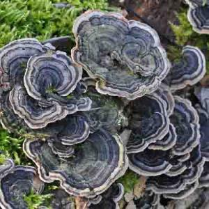 Les fossoyeurs du bois mort