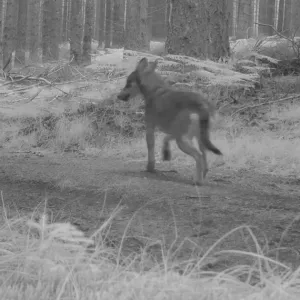 Quand c’est flou, c’est qu’il y a deux loups