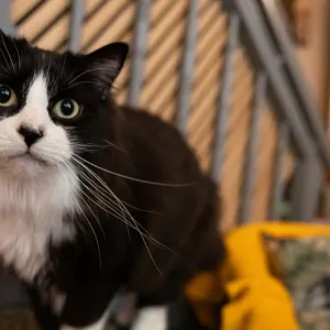 Le Chatperlipopette café a besoin d’aide !