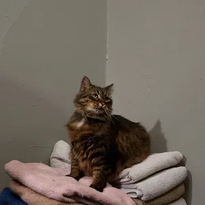 Algorithm Nation | Jacob Weisberg