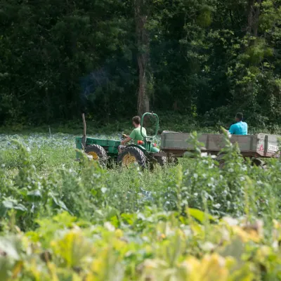 « Jusqu'à 30% de perte » : les fruits et légumes d’Alsace en grande souffrance après un été caniculaire
