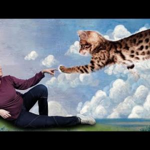 Vos chats (et chiens) sont-ils droitiers ou gaucher ?