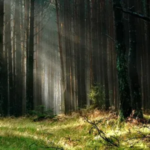 Puits de carbone: le recul des forêts européennes se confirme