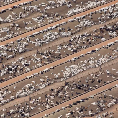 L'élevage industriel consomme 228 fois plus d'eau que l'IA