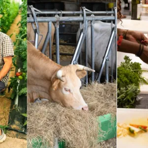 Mieux manger sans se ruiner : en juin, Strasbourg nous régale avec 60 animations gratuites