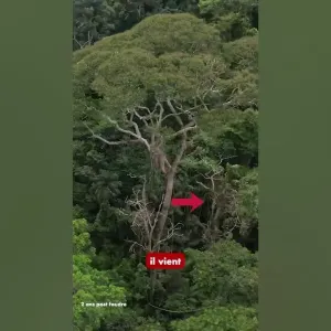 Cet arbre ATTIRE la foudre pour survivre ⚡