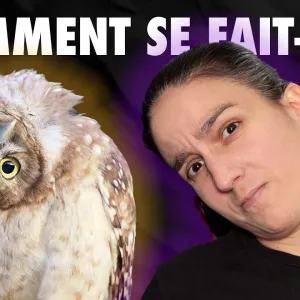 L'astuce anatomique des chouettes pour tourner la tête