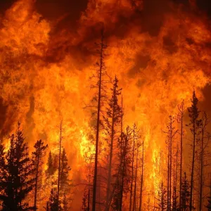 Analyse : a-t-on observé un effondrement des puits de carbone terrestres en 2023 ?