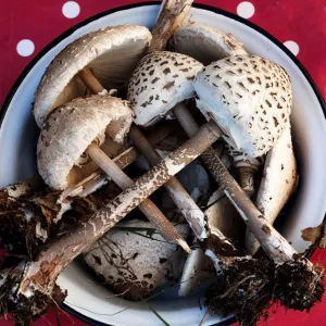 Manger sauvage : « Il y a l’idée de rapprocher l’humain du monde animal »